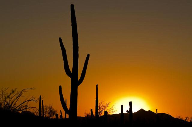 114 Saguaro National Park.jpg